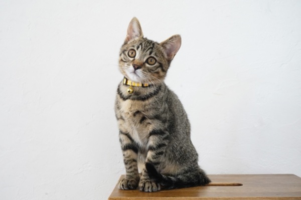 猫AIM